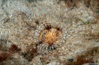 Pachycerianthus insignis (Transparent Tube Anemone)