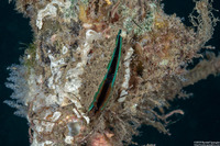 Perna viridis (Asian Green Mussel)