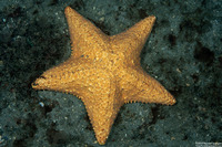 Oreaster reticulatus (Cushion Sea Star)