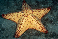 Oreaster reticulatus (Cushion Sea Star)