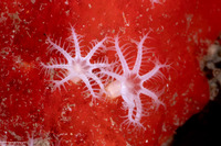 Diodogorgia nodulifera (Colorful Sea Rod)