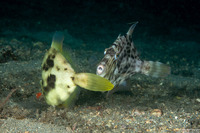 Stephanolepis hispida (Planehead Filefish)