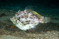 Stephanolepis hispidus (Planehead Filefish)