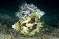 Stephanolepis hispida (Planehead Filefish)