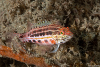 Serranus baldwini (Lantern Bass)