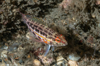 Serranus baldwini (Lantern Bass)