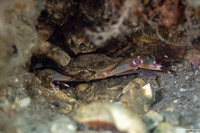 Achelous floridans (Florida Swimming Crab)