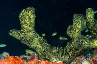 Iotrochota birotulata (Green Finger Sponge)
