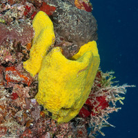 Verongula gigantea (Netted Barrel Sponge)