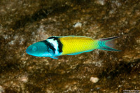 Thalassoma bifasciatum (Bluehead)