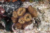 Eusmilia fastigiata (Smooth Flower Coral)