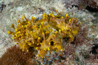 Aplysina insularis (Branchlet Sponge)