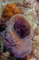 Callyspongia plicifera (Azure Vase Sponge)