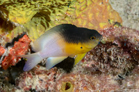 Stegastes partitus (Bicolor Damselfish)