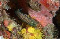 Neogonodactylus curacaoensis (Dark Mantis Shrimp)