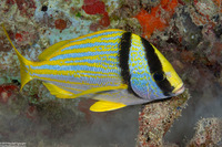 Anisotremus virginicus (Porkfish)