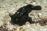 Antennarius striatus (Striated Frogfish)