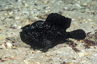 Antennarius striatus (Striated Frogfish)