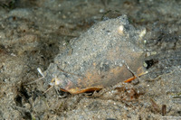 Strombus alatus (Florida Fighting Conch)