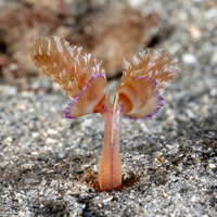 Phoronopsis californica (California Phoronid)