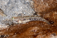 Ctenogobius stigmaturus (Spottail Goby)