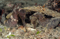 Hippocampus reidi (Longsnout Seahorse)