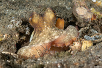 Macrotritopus defilippi (Atlantic Longarm Octopus)