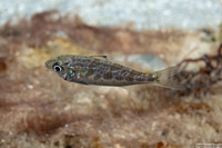 Eucinostomus lefroya (Mottled Mojarra)