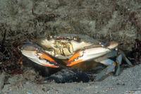 Callinectes sapidus (Blue Crab)