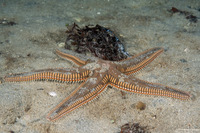 Astropecten articulatus (Beaded Sea Star)