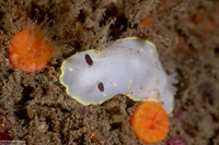 Cadlina flavomaculata (Yellow-Spot Cadlina)