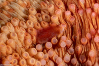 Arctonoe pulchra (Red Commensal Scale Worm)