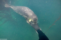 Phoca vitulina (Harbor Seal)