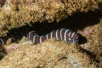 Gymnomuraena zebra (Zebra Moray)