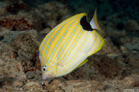 Chaetodon fremblii (Bluestripe Butterflyfish)