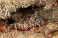 Saron marmoratus (Common Marbled Shrimp)
