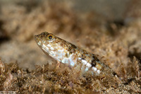 Synodus variegatus (Reef Lizardfish)
