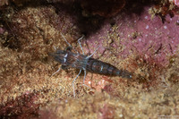 Rhynchocinetes conspiciocellus (Ocellated Hinge-Beak Shrimp)