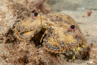 Parribacus antarcticus (Sculptured Slipper Lobster)