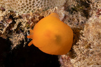 Berthellina delicata (Orange Gumdrop)