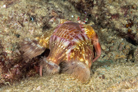 Calliactus polypus (Hermit Crab Anemone)
