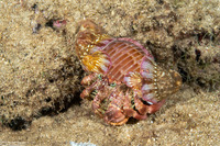Dardanus gemmatus (Jeweled Anemone Crab)