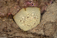 Culcita novaeguineae (Cushion Star)