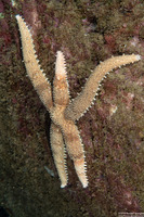 Mithrodia fisheri (Fisher's Star)