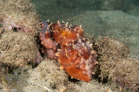Callistoctopus ornatus (Ornate Octopus)