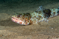 Saurida flamma (Orangemouth Lizardfish)