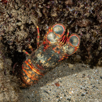 Arctides regalis (Regal Slipper Lobster)
