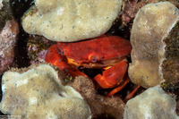 Carpilius convexus (Convex Crab)