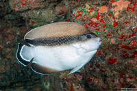 Apolemichthys arcatus (Bandit Angelfish)