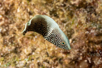 Anampses chrysocephalus (Psychedelic Wrasse)
